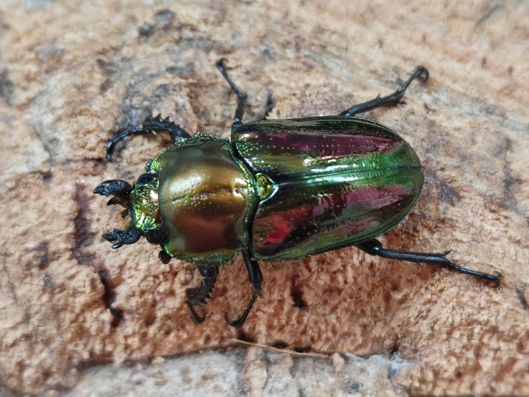 ニジイロクワガタ　美品 人気種／ 世界で最も美しいクワガタ ニジイロクワガタ 成虫 ♂40