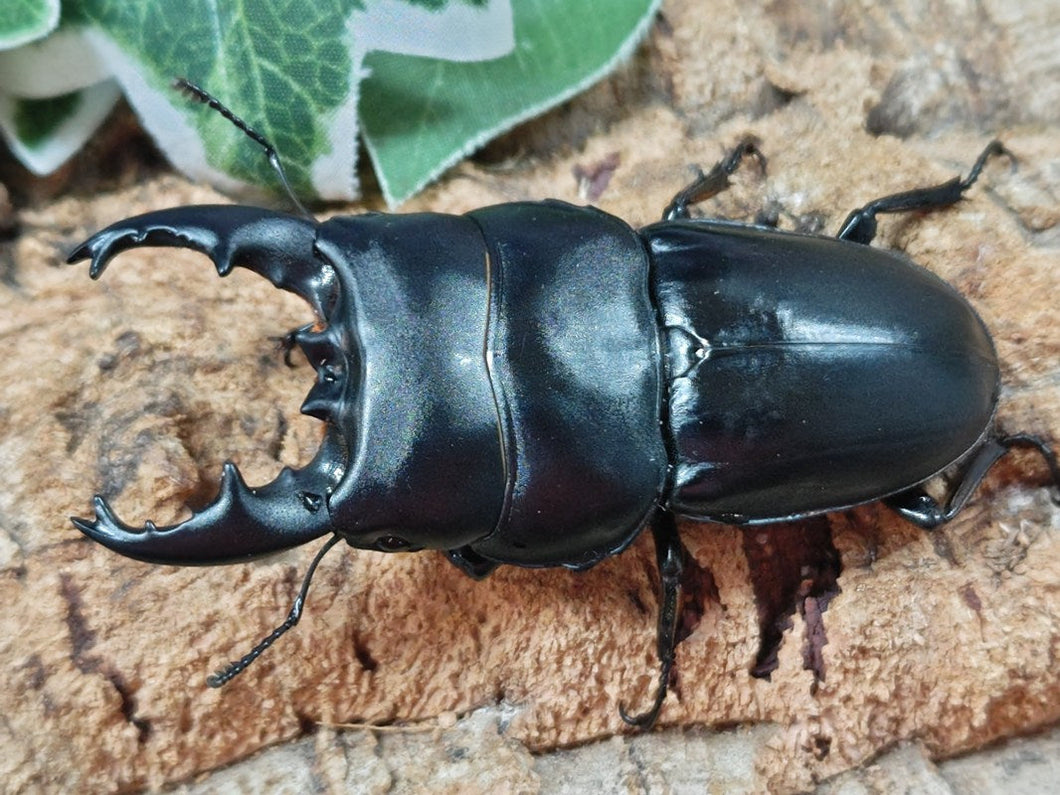 アルキデスヒラタクワガタ インドネシア スマトラ島アチェ州ブランケジェレン産 ペア（累代WD ♂中短歯85mm ♀Freemm ）