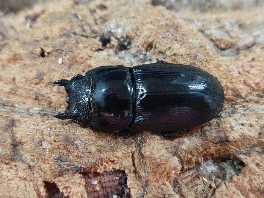 【標本】アルキデスヒラタクワガタ　長歯型　スマトラ島産　96.1ミリ 野外品 標本】アルキデスヒラタクワガタ 長歯型 スマトラ島産 96.1ミリ 野外品