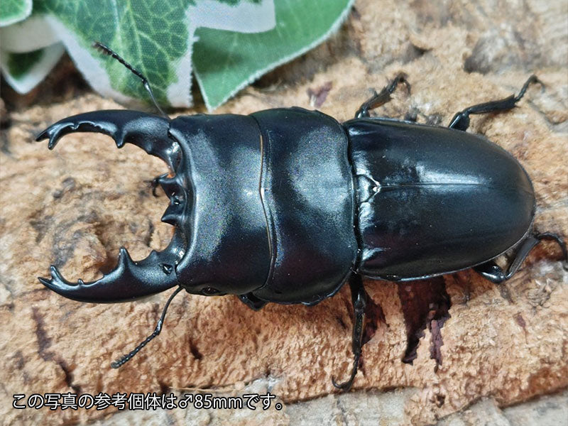 アルキデスヒラタクワガタ インドネシア スマトラ島アチェ州ブランケジェレン産 ペア（累代WD ♂中短歯70Upmm ♀Freemm ）