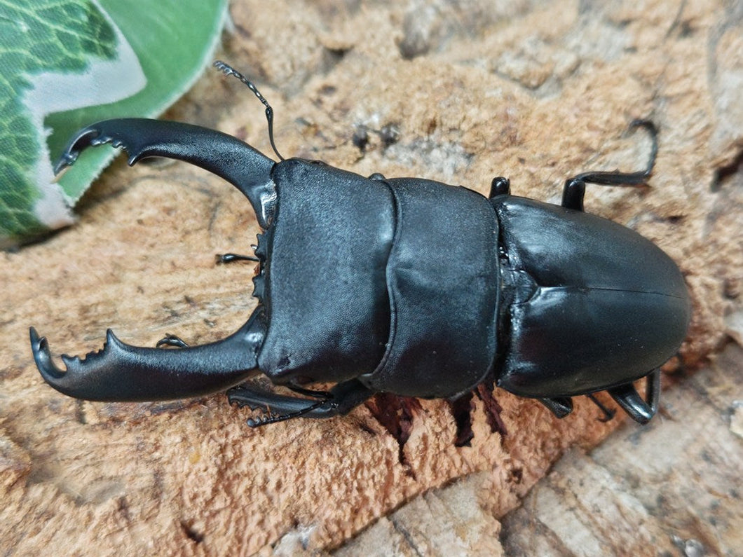 スラウェシオオヒラタクワガタ(セレベスオオヒラタクワガタ) インドネシア スラウェシ島パロロ・パル産 ペア（累代WD ♂85mm ♀Freemm ）