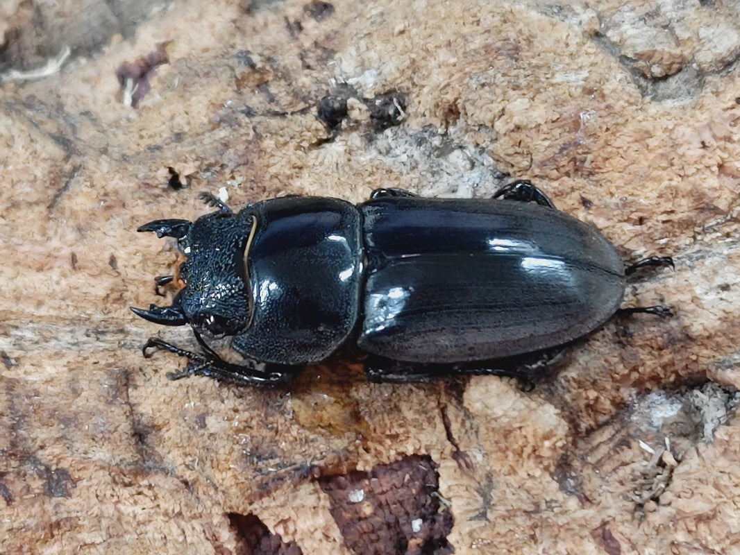 インド ヒラタクワガタ 標本 ダイトウヒラタクワガタ ♂33mm 北大東島 - Insect Islands 〜南