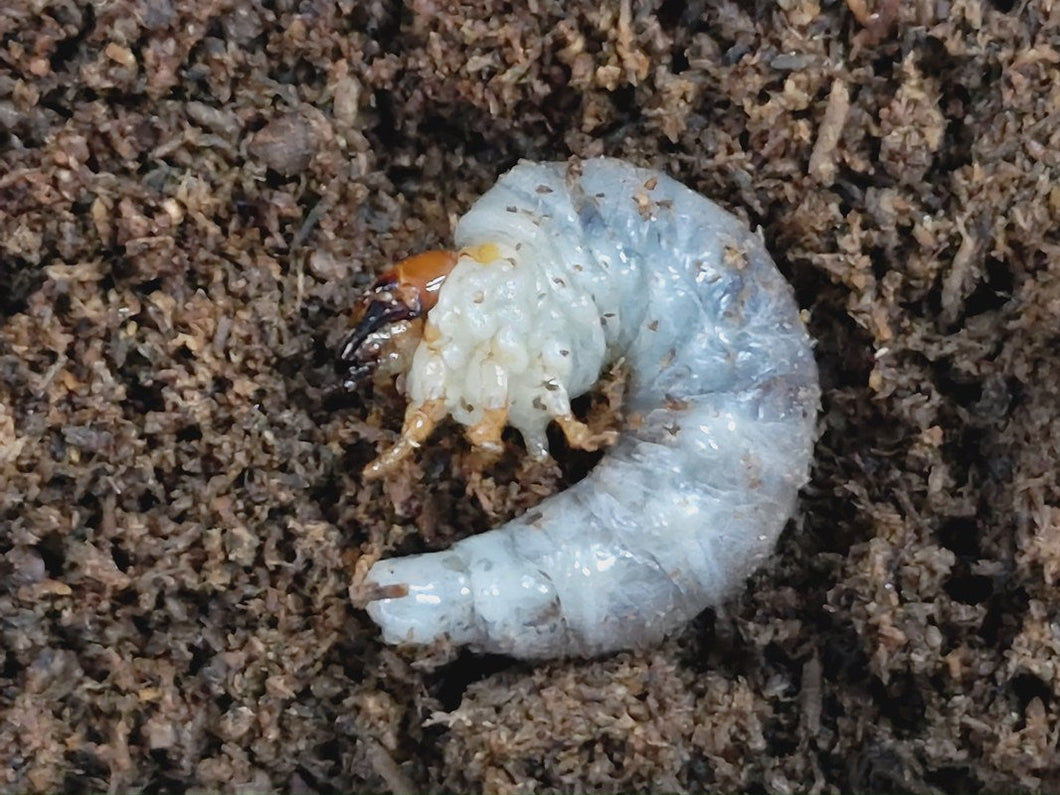 ニジイロクワガタ幼虫 オーストラリア クィーンズランド産