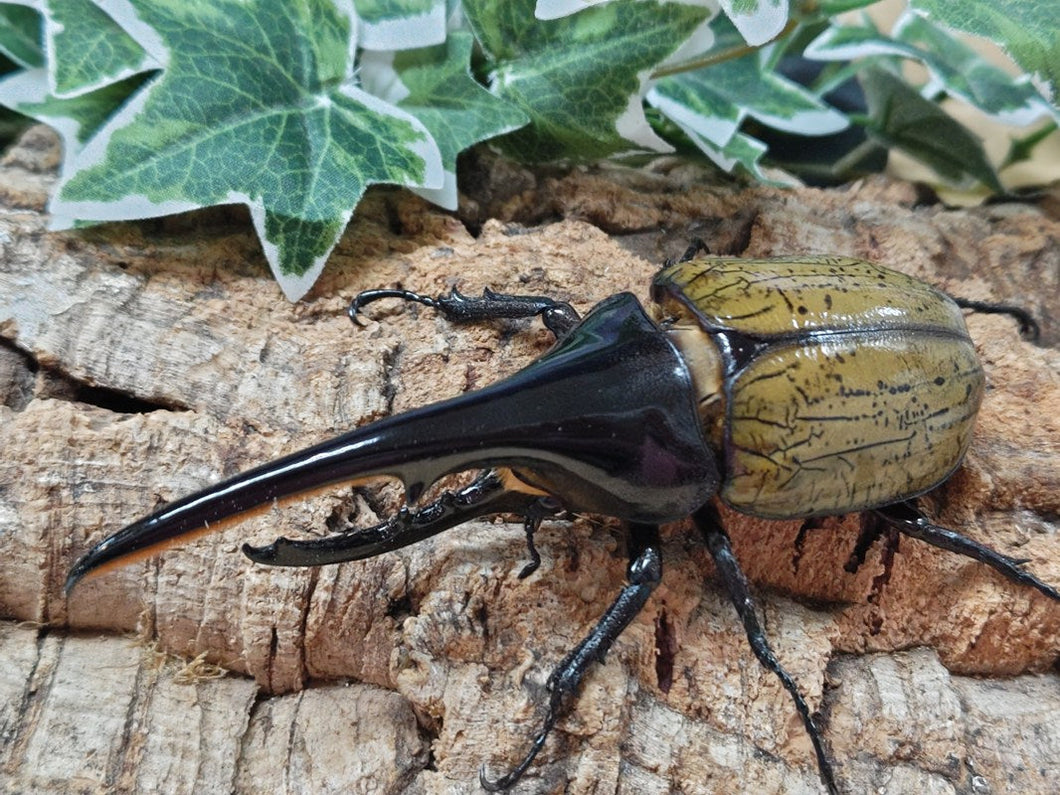 D.H.ヘラクレス フランス領 グアドループ産 ペア（累代CB ♂140mm 22025/6 ♀Freemm 2025/6）