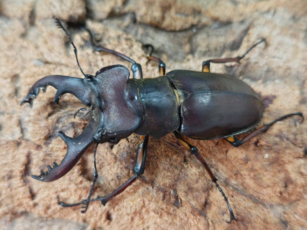 ミヤマクワガタ 大阪府 箕面市産 ペア（累代WD ♂69mm ♀Freemm ）
