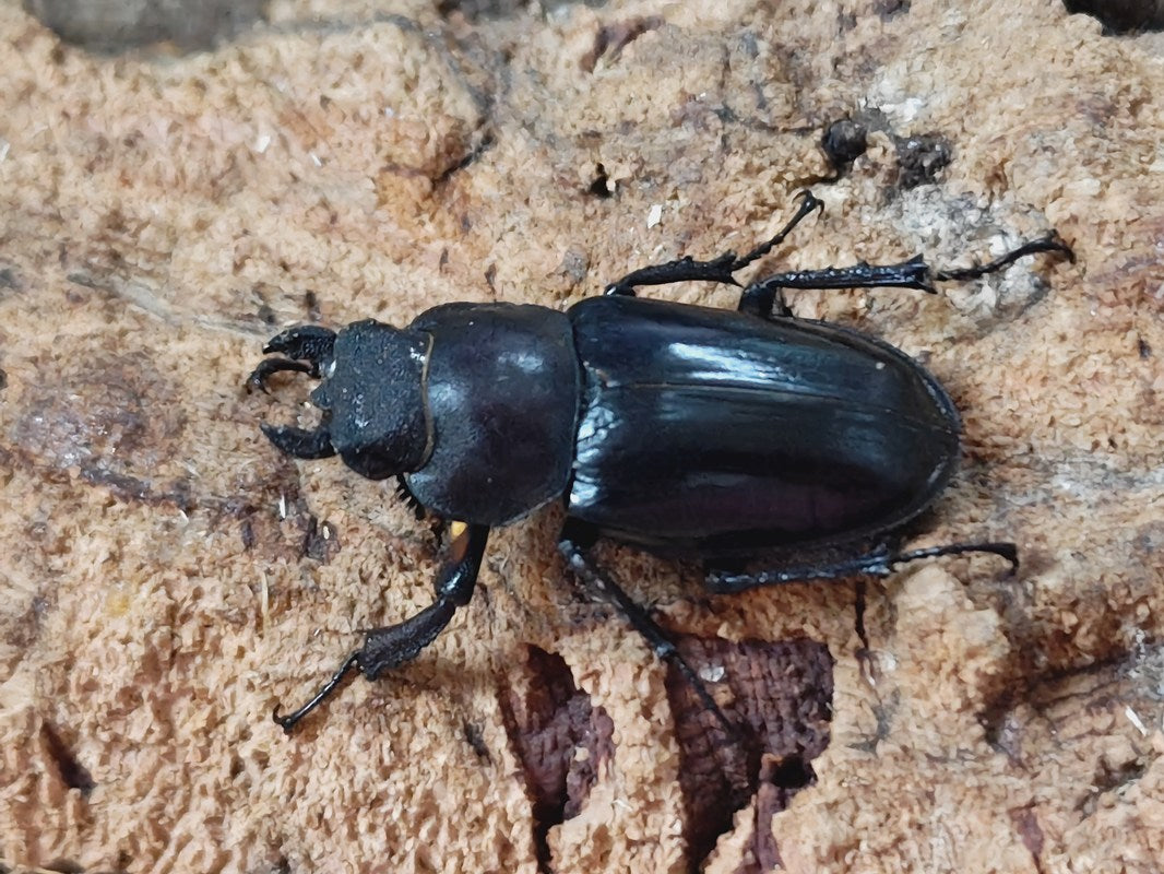 福岡県産　♂７４㎜　ミヤマクワガタ　Ａ品 Yahoo!オークション -「ミヤマクワガタ74」(成虫) (クワガタムシ