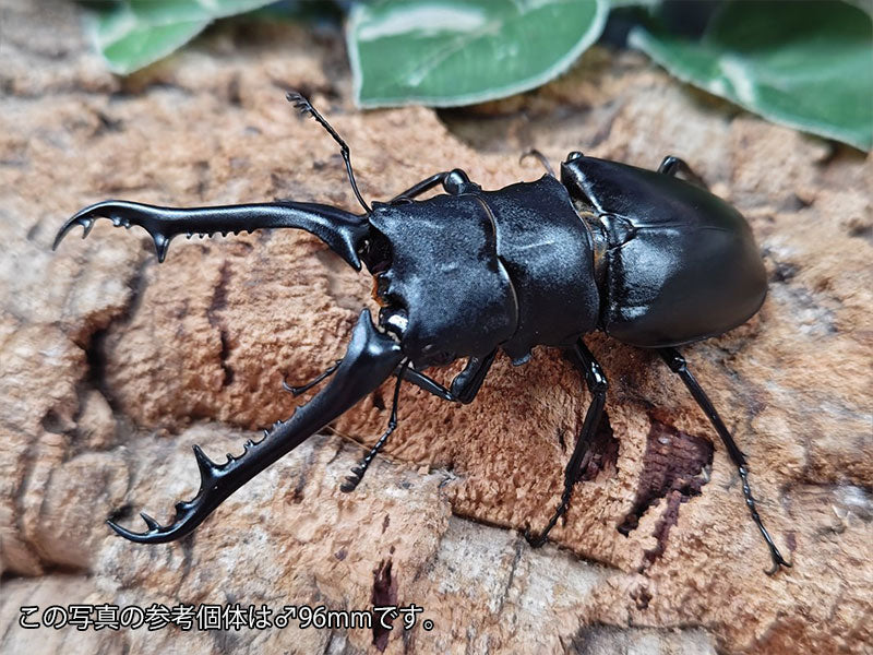 ギラファノコギリクワガタ(亜種ケイスケ) インドネシア フローレス島産 ペア（累代CB ♂90mm 2025/7 ♀Freemm 2025/6）