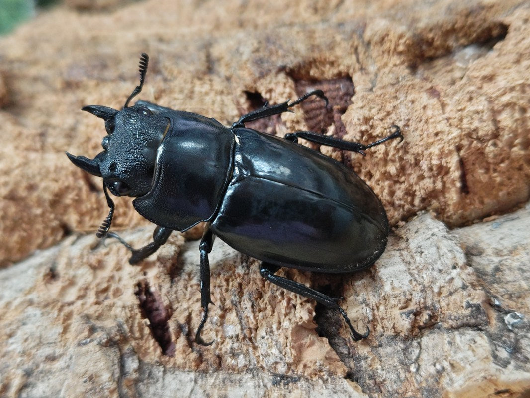 クワガタ 大型】スペキオススシカクワガタ ♂63mm ♀34mmペア