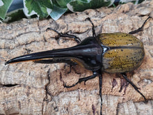 画像をギャラリービューアに読み込む, D.H.ヘラクレス フランス領 グアドループ産 ペア（累代CB ♂140mm 22025/6 ♀Freemm 2025/6）
