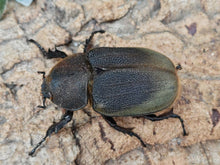 画像をギャラリービューアに読み込む, D.H.ヘラクレス フランス領 グアドループ産 ペア（累代CB ♂140mm 22025/6 ♀Freemm 2025/6）
