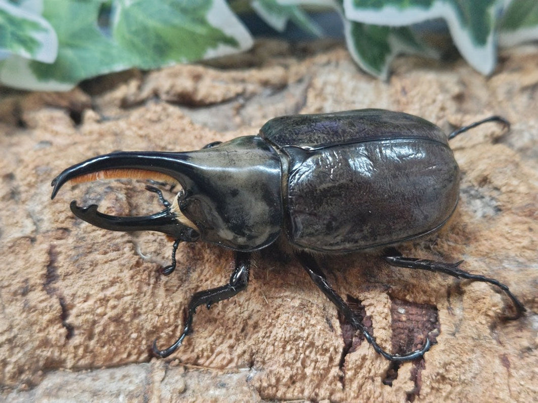 グラントシロカブト アメリカ合衆国 アリゾナ州産 ペア＋♀トリオ（累代CB ♂73mm 2025/6 ♀Freemm 2025/8）