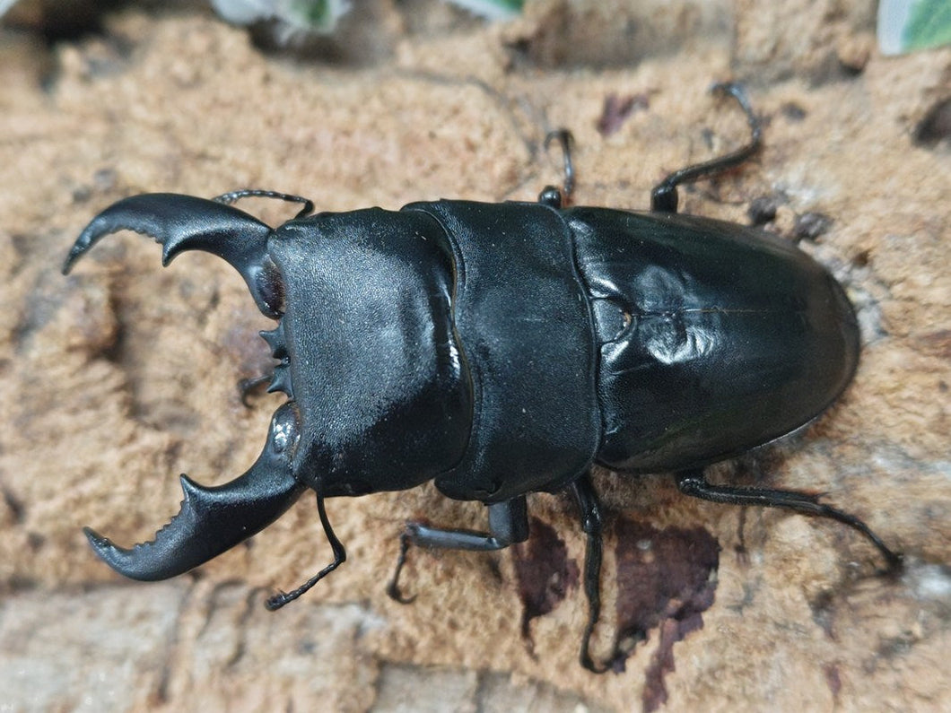 アマミヒラタクワガタ 奄美大島 瀬戸内町産 ペア（累代WF5 ♂71mm 2025/6 ♀Freemm 2025/6）