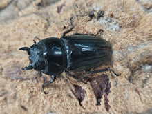 画像をギャラリービューアに読み込む, アマミヒラタクワガタ 奄美大島 瀬戸内町産 ペア（累代WF5 ♂71mm 2025/6 ♀Freemm 2025/6）
