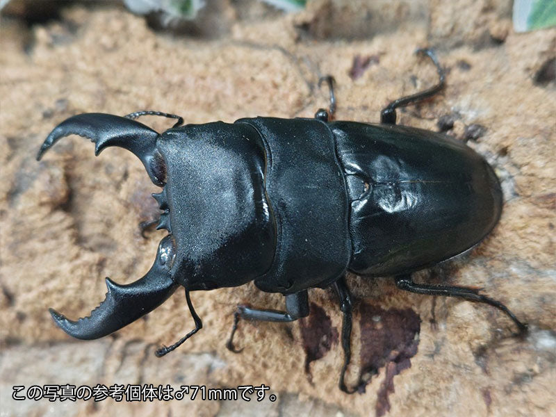 アマミヒラタクワガタ 奄美大島 瀬戸内町産 ペア（累代WF5 ♂70mm 2025/6 ♀Freemm 2025/6）