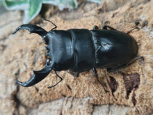 画像をギャラリービューアに読み込む, アマミヒラタクワガタ 奄美大島 笠利町産 ペア（累代WF2 ♂70mm 2025/6 ♀Freemm 2025/6）
