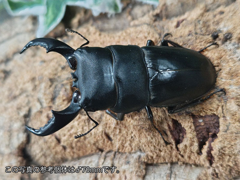 アマミヒラタクワガタ 奄美大島 笠利町産 ペア（累代WF2 ♂64mm 2025/6 ♀Freemm 2025/6）