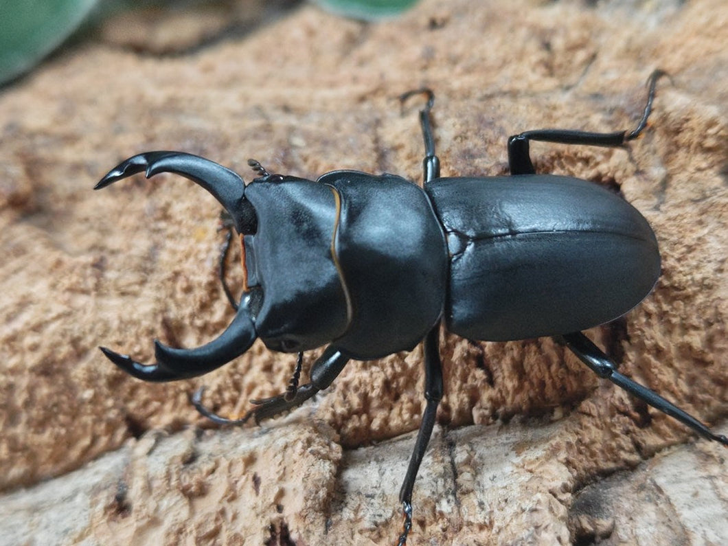 ヒメオオクワガタ 和歌山県 田辺産 ペア（累代WF0 ♂47mm 2025/8 ♀33mm 2025/8）