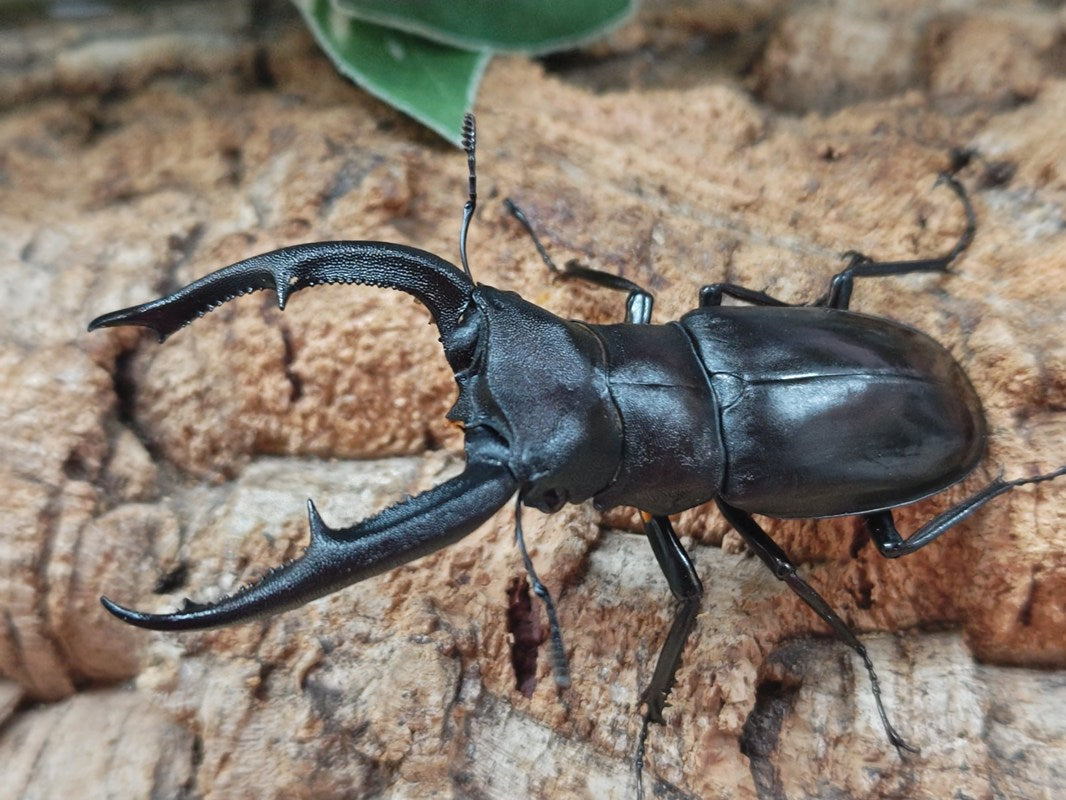 マンディブラリスフタマタクワガタ マンディブラリスフタマタ♂80＋♀44 | オオクワ京都昆虫館