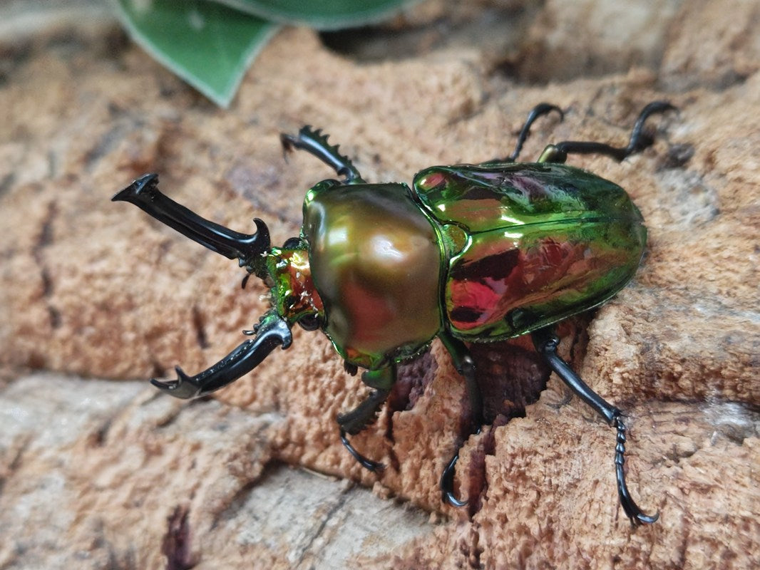 ニジイロクワガタ　美品 人気種／ 世界で最も美しいクワガタ ニジイロクワガタ 成虫 ♂50