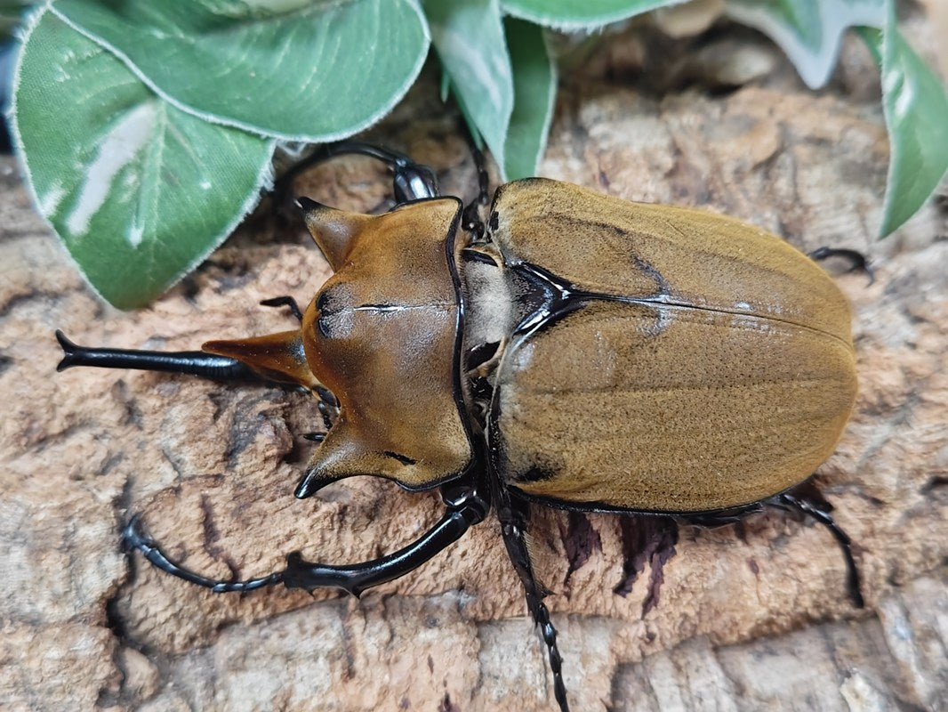 ブラジル産　ゾウカブト　89mmX47mm 0000000099112_OX2suj6.jpg