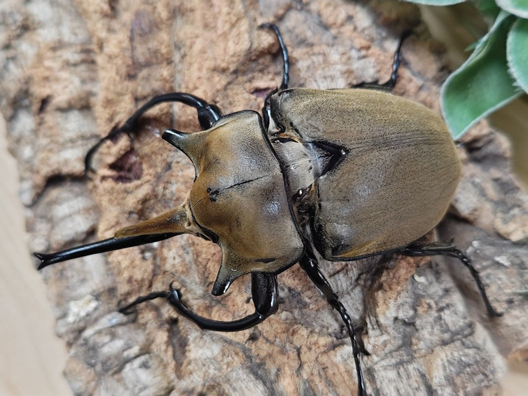 エレファスゾウカブト メキシコ カテマコ産 ペア（累代CB ♂117mm 2025/7 ♀Freemm 2025/8）