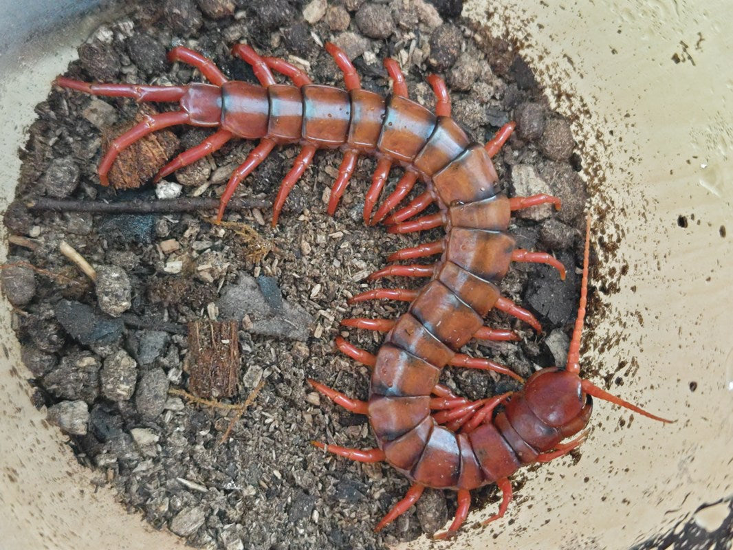 マレーシアチェリーレッドサンチピード – クワガタムシ・カブトムシ