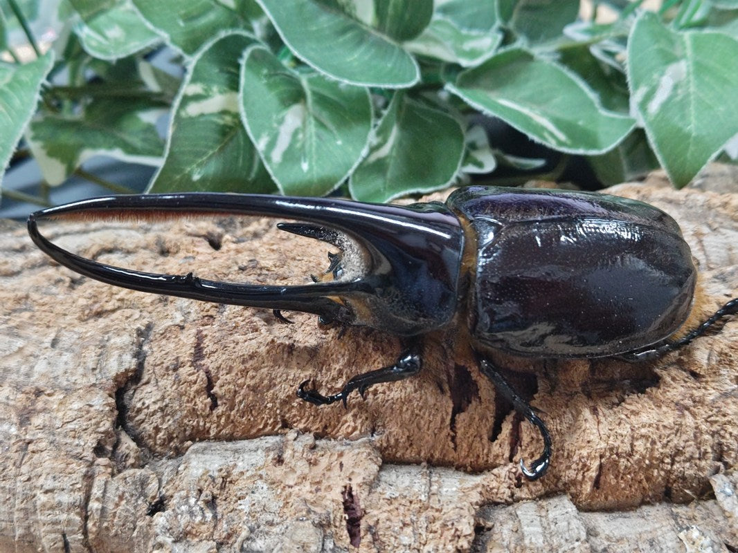ネプチューンオオカブト – クワガタムシ・カブトムシ昆虫専門店