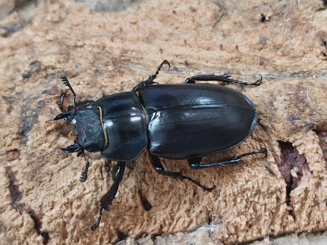 ヨーロッパミヤマクワガタ(ケルブス) 南フランス 産 ペア（累代CB