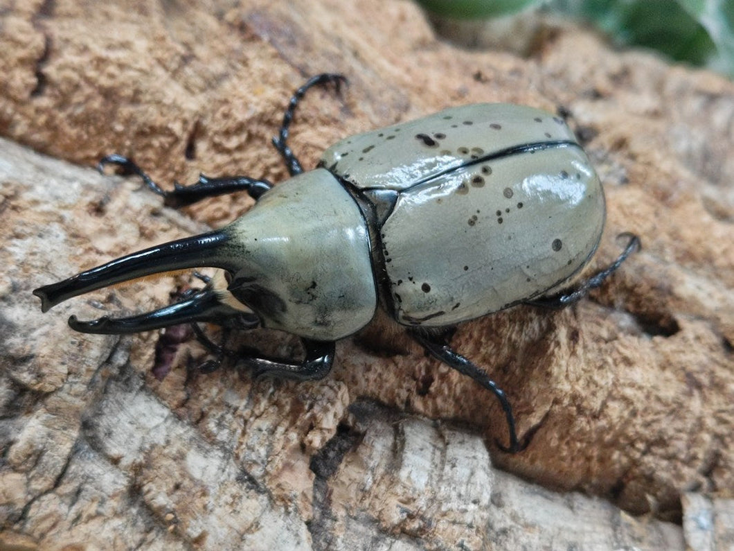グラントシロカブト アメリカ合衆国 アリゾナ州産 ペア＋♀トリオ（累代CB ♂73mm 2025/8 ♀Freemm 2025/7）