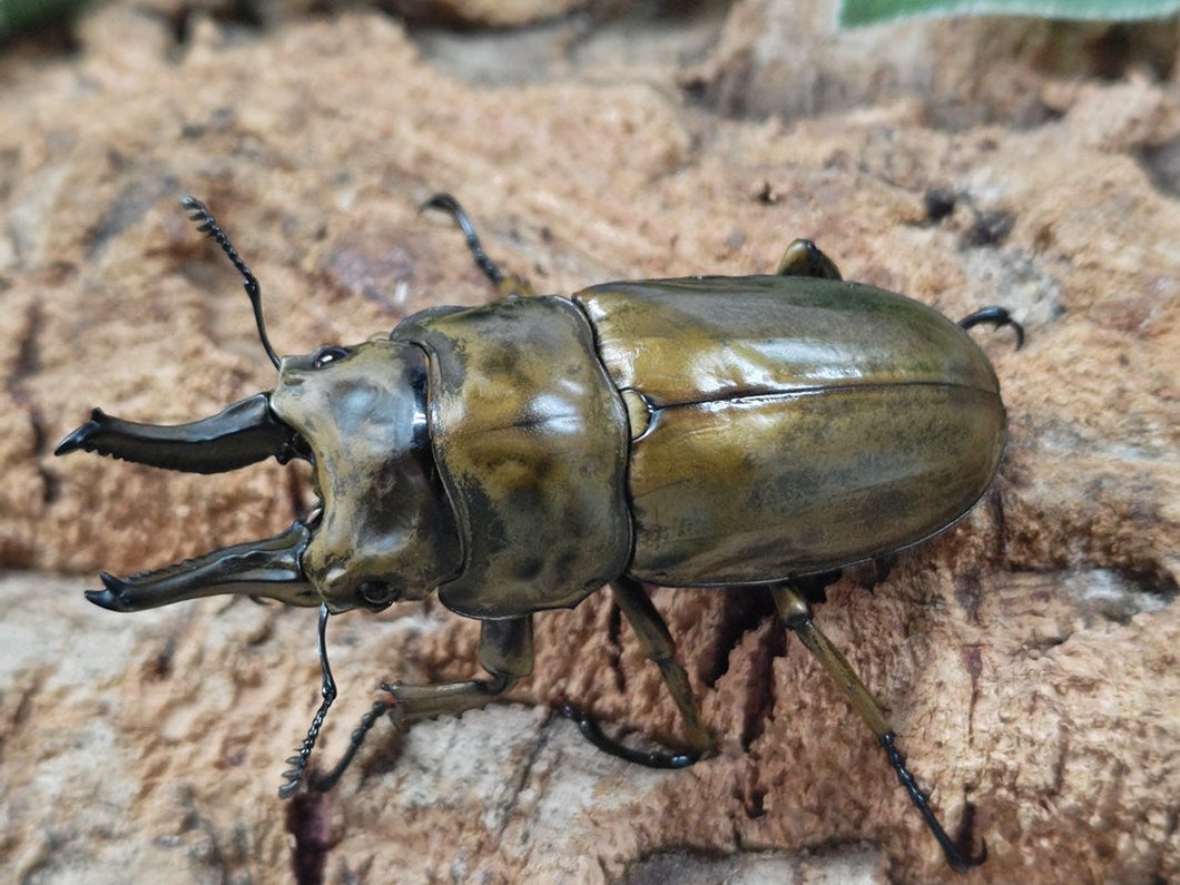 ローゼンベルグオウゴンオニ インドネシア ジャワ島Mt.ハリムン産 ペア（累代WD ♂69mm ♀46mm ）