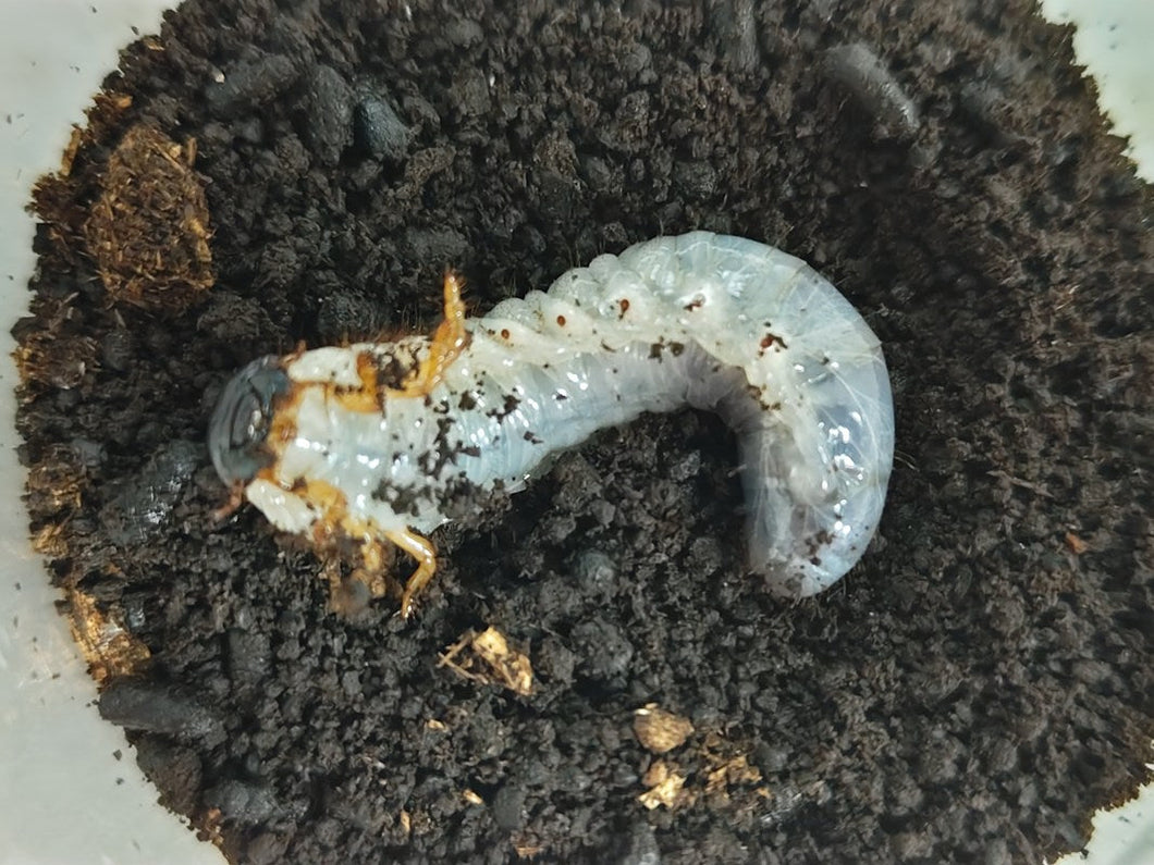 ミンダナオアトラス(フィリピンアトラス)幼虫 フィリピン ミンダナオ島マラグサン産