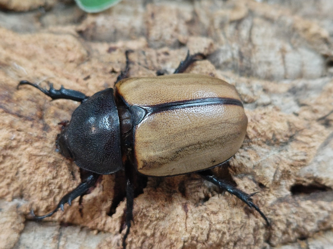 ゴホンヅノカブト タイ ドイサケット産 ペア（累代WD ♂L・Freemm