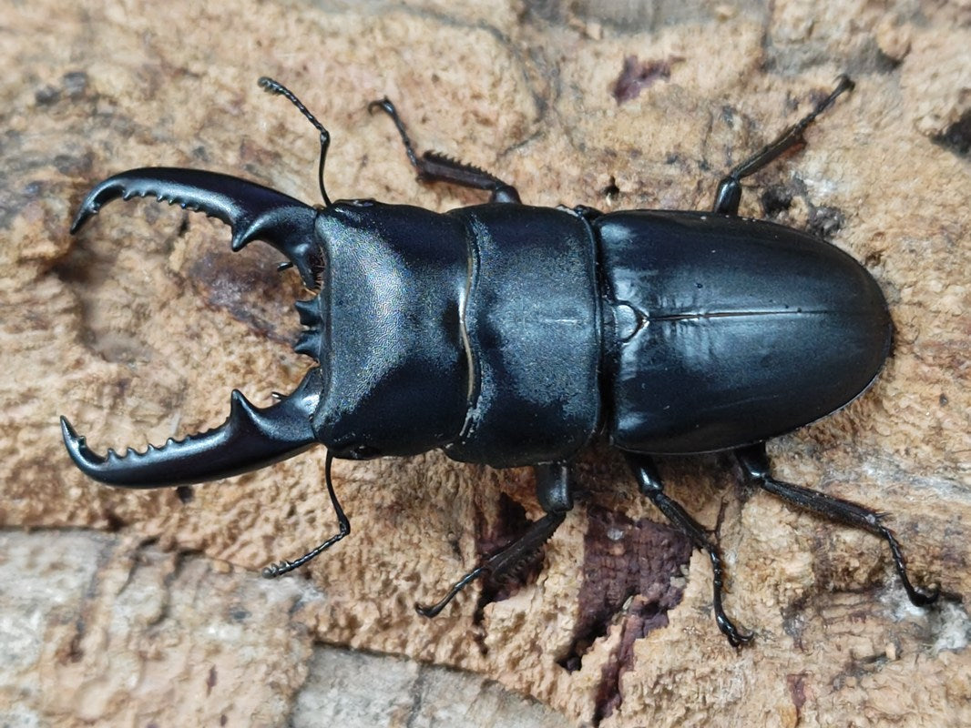 ツシマヒラタクワガタ – クワガタムシ・カブトムシ昆虫専門店COLORS