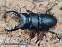 画像をギャラリービューアに読み込む, ツシマヒラタクワガタ 対馬市 厳原町産 ペア（累代CB ♂68mm 2025/5 ♀Freemm 2025/5）

