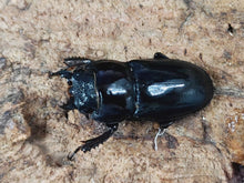 画像をギャラリービューアに読み込む, ツシマヒラタクワガタ 対馬市 厳原町産 ペア（累代CB ♂68mm 2025/5 ♀Freemm 2025/5）
