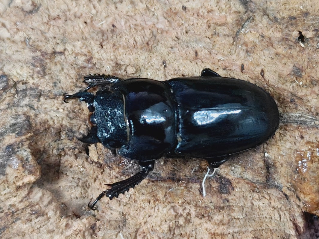 ツシマヒラタクワガタ 対馬市 厳原町産 ペア（累代CB ♂68mm 2025/5