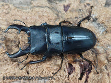画像をギャラリービューアに読み込む, オキノエラブヒラタクワガタ 沖永良部島 知名町大山産 ペア（累代WF6 ♂60mm 2025/5 ♀Freemm 2025/5）
