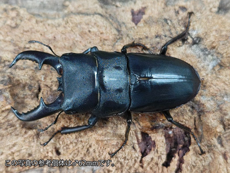 オキノエラブヒラタクワガタ 沖永良部島 知名町大山産 ペア（累代WF6 ♂60mm 2025/5 ♀Freemm 2025/5）