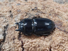 画像をギャラリービューアに読み込む, オキノエラブヒラタクワガタ 沖永良部島 知名町大山産 ペア（累代WF6 ♂60mm 2025/5 ♀Freemm 2025/5）
