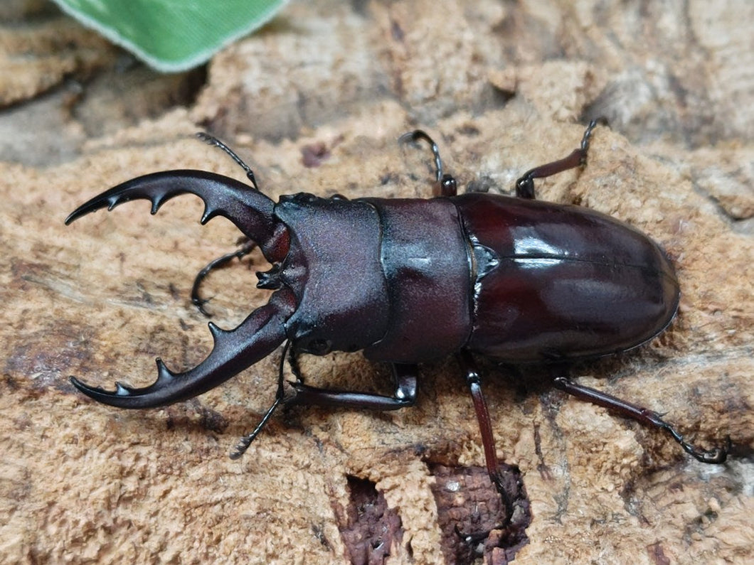 オキナワノコギリクワガタ 沖縄県 国頭村産 ペア（累代WF2 ♂62mm 2025/6 ♀Freemm 2025/6）