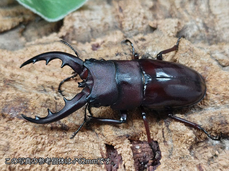 オキナワノコギリクワガタ 沖縄県 国頭村産 ペア（累代WF2 ♂60mm 2025/6 ♀Freemm 2025/6）