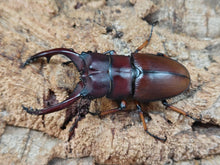 画像をギャラリービューアに読み込む, アスタコイデスノコギリクワガタ亜種pallidipennis インドネシア スマトラ島ベンクール産 ペア（累代WD ♂A&#39;66(右後脚符節欠け)mm ♀Freemm ）
