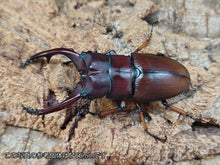 画像をギャラリービューアに読み込む, アスタコイデスノコギリクワガタ亜種pallidipennis インドネシア スマトラ島ベンクール産 ペア（累代WD ♂53mm ♀Freemm ）
