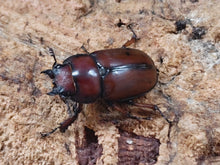 画像をギャラリービューアに読み込む, アスタコイデスノコギリクワガタ亜種pallidipennis インドネシア スマトラ島ベンクール産 ペア（累代WD ♂53mm ♀Freemm ）
