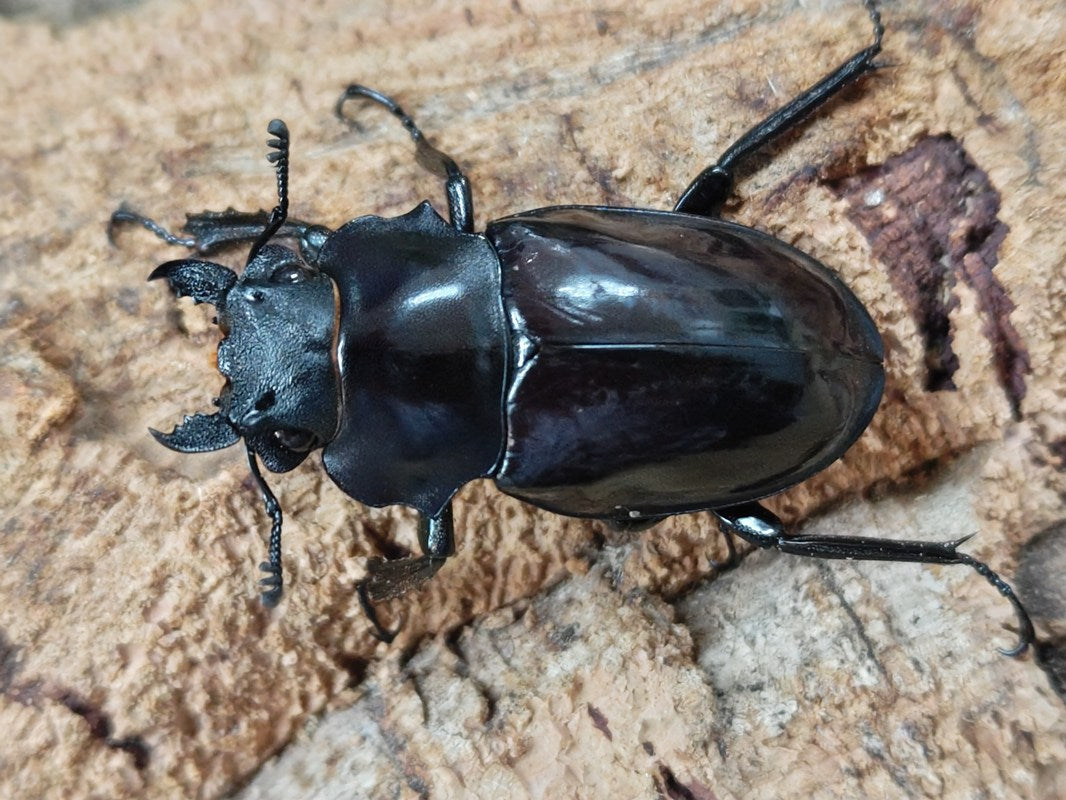 ペラルマトゥスマルバネクワガタ亜種ゴラール Yahoo!オークション -「マルバネクワガタ」(その他) (虫類)の落札相場