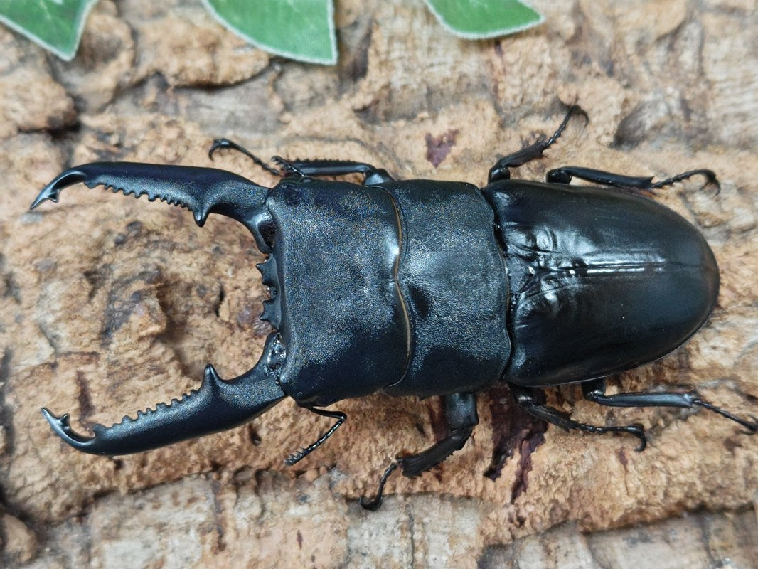 パラワンオオヒラタクワガタ – クワガタムシ・カブトムシ昆虫専門店COLORS