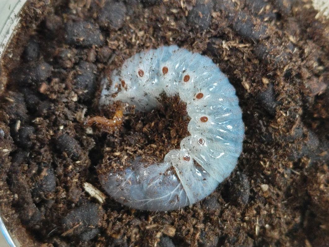 グラントシロカブト幼虫 アメリカ合衆国 アリゾナ州産