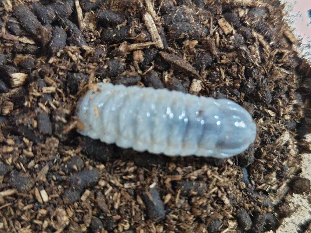 M.オーベルチュール幼虫 タンザニア 産