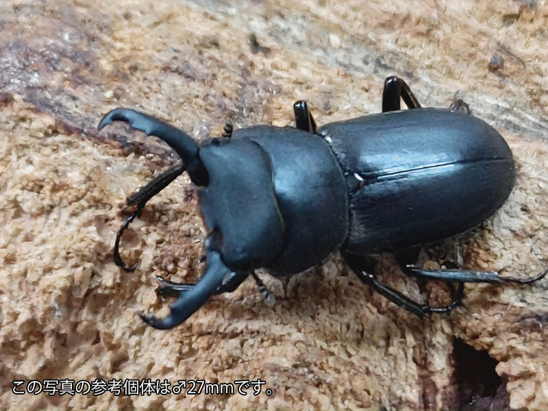 ダビディスカブト　ペア　① ダビディスカブト 完品ペア ベトナム産