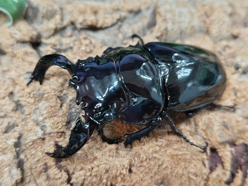 タランドゥスオオツヤクワガタ コンゴ 産 ペア（累代CB ♂77mm 2025/9 ♀53mm 2025/9）